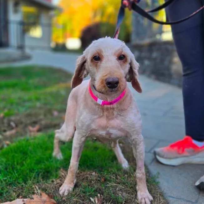 An adult medium-sized female Goldendoodle dog named CT Kimmie avail Oct for adoption in Eastford, CT
