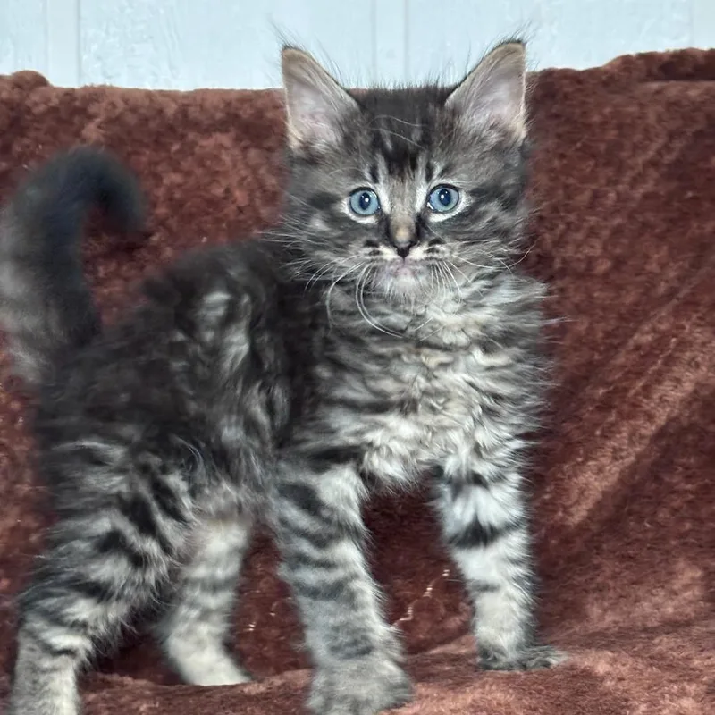 A baby small-sized female Brown / Chocolate Domestic Medium Hair cat named Stitch for adoption in Long Beach, CA