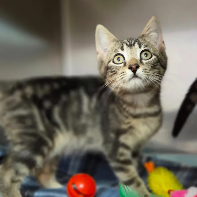 A baby small-sized female Brown / Chocolate Domestic Short Hair cat named Butter Bean for adoption in Windsor, VA