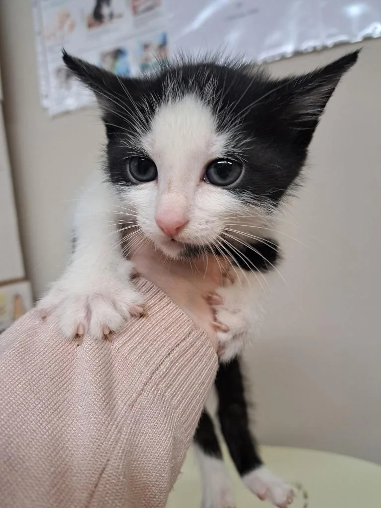 A baby medium-sized male Domestic Short Hair cat named Hank for adoption in Fayetteville, TN