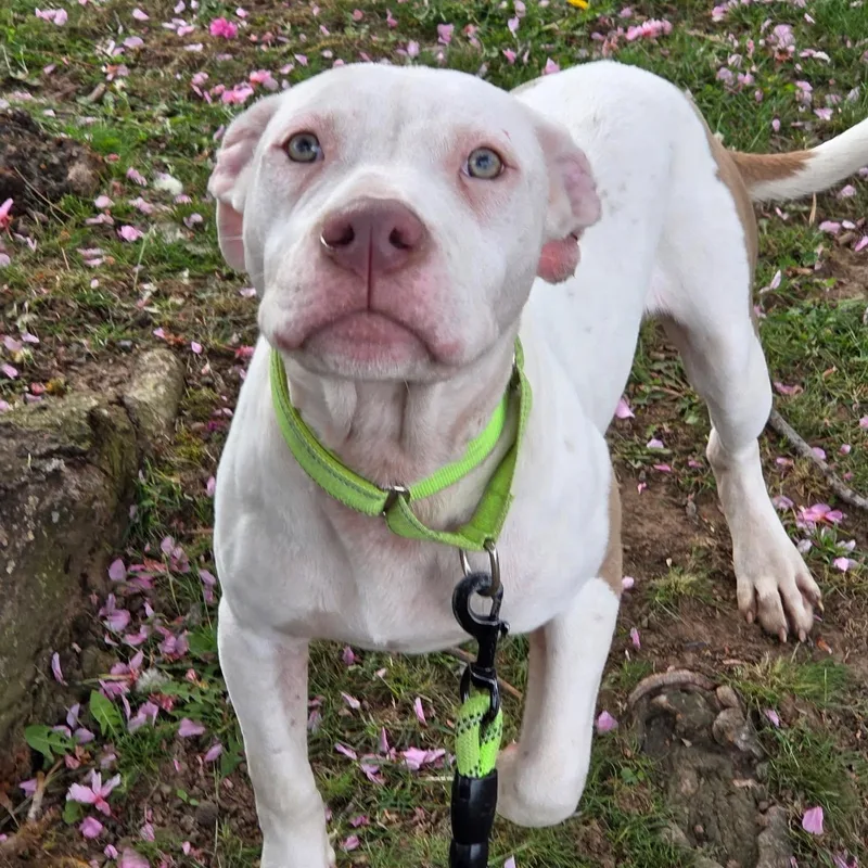 A young large-sized male White / Cream Pit Bull Terrier dog named Bruno for adoption in Bloomfield, NJ