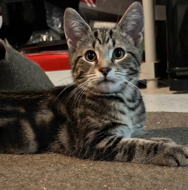 A baby medium-sized male Tabby (Buff / Tan / Fawn) Domestic Short Hair cat named Gonzo for adoption in Chambersburg, PA