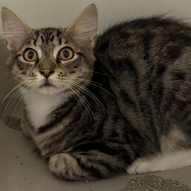 A baby small-sized male Brown / Chocolate Domestic Short Hair cat named Marius for adoption in East Hanover, NJ