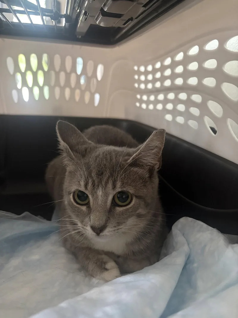 A baby medium-sized female Domestic Short Hair cat named Jackie for adoption in Yardley, PA