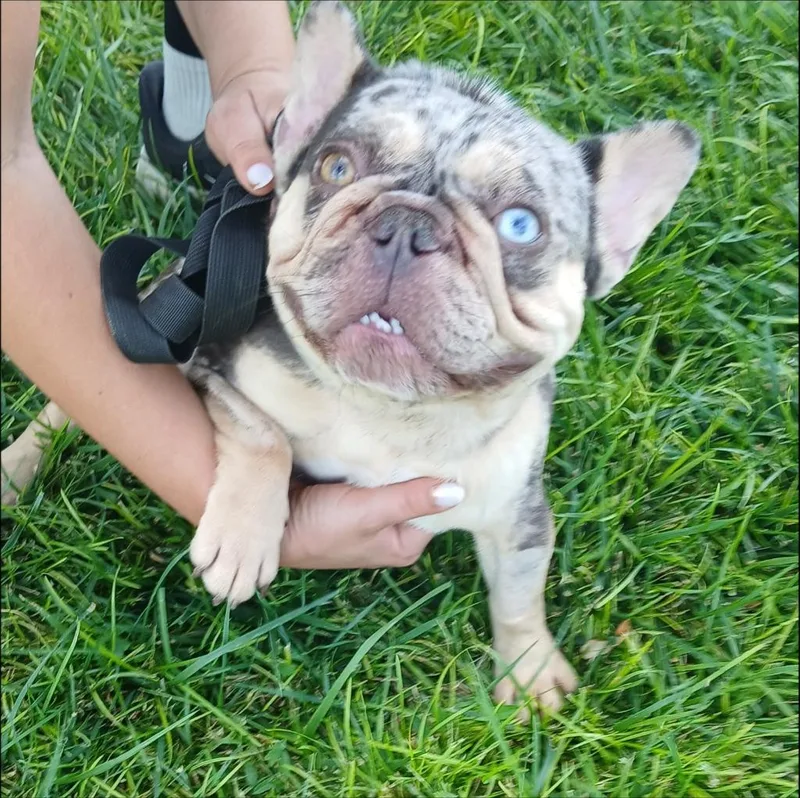 A young small-sized female French Bulldog dog named Cookie for adoption in Thompson Falls, MT