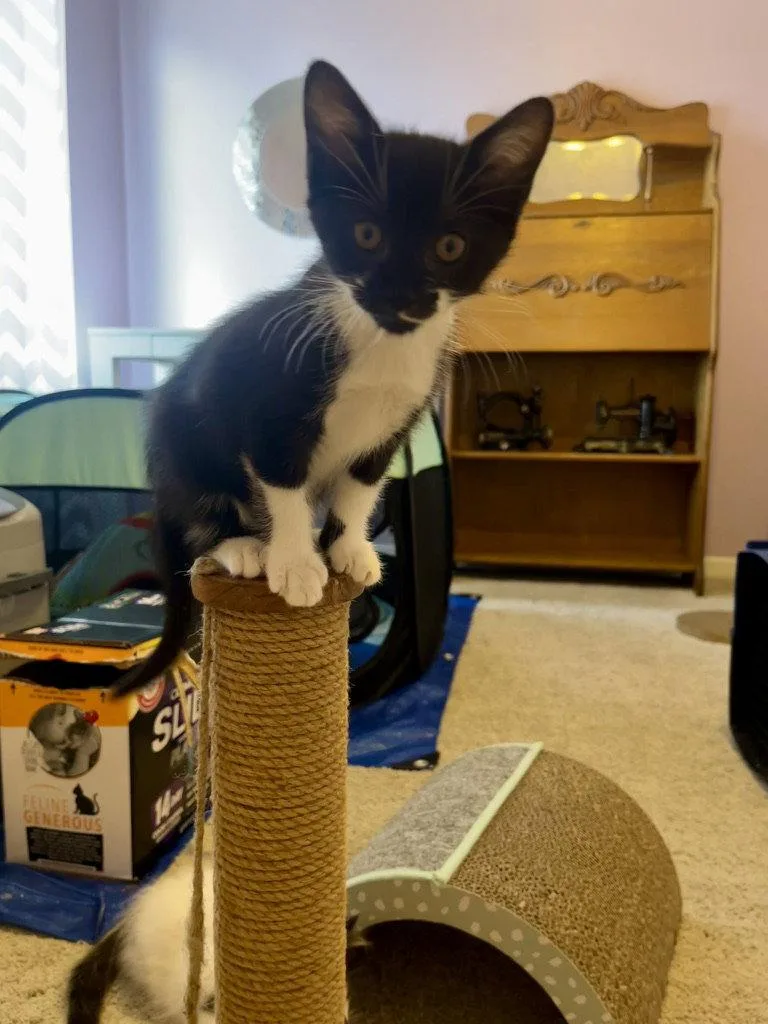 A baby medium-sized female Black & White / Tuxedo Domestic Short Hair cat named Tessie for adoption in Walled Lake, MI