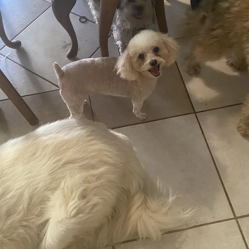 An adult small-sized male Apricot / Beige Poodle (Toy) dog named Casper for adoption in Moreno Valley, CA