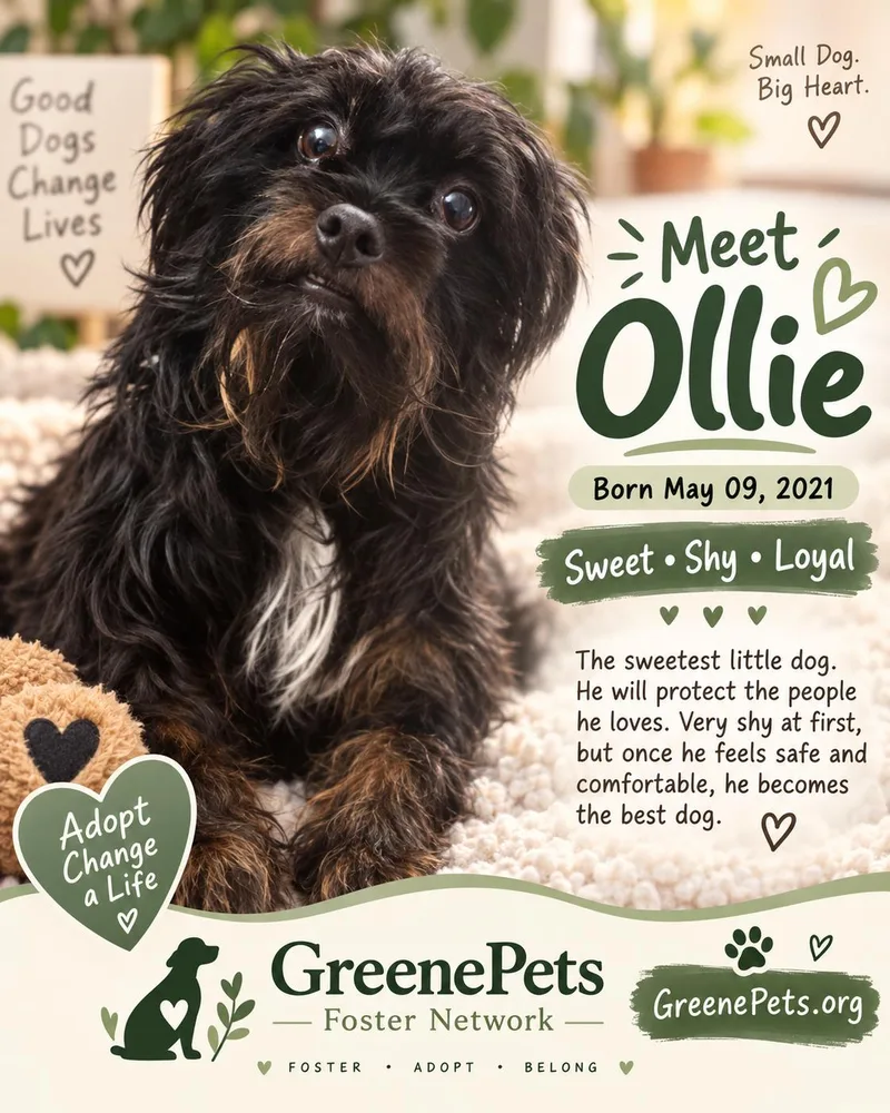 An adult small-sized male Yorkshire Terrier dog named Ollie for adoption in Greeneville, TN