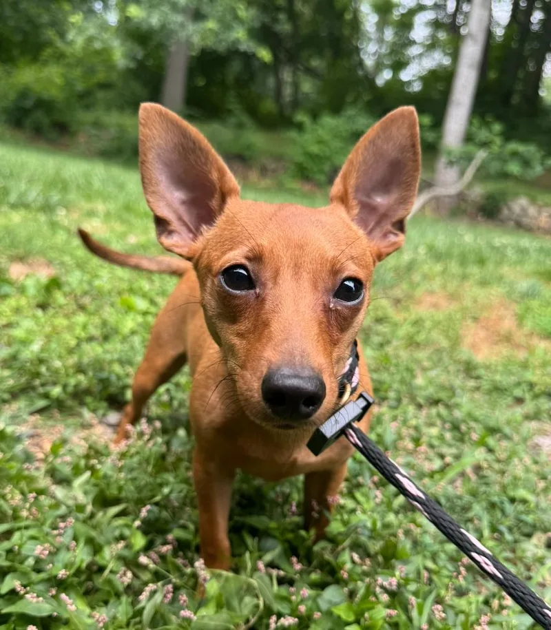 A young small-sized female Brown / Chocolate Terrier dog named Linda for adoption in Hamden, CT