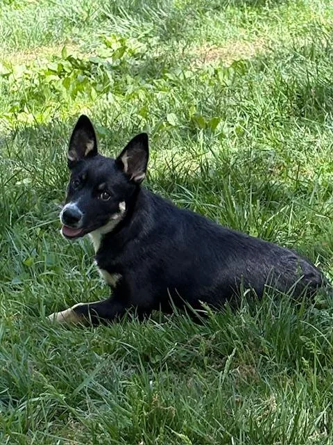 A baby medium-sized female Tricolor (Brown, Black, & White) Australian Cattle Dog / Blue Heeler dog named Peachie for adoption in Brookeville, MD