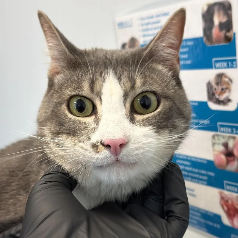 An adult medium-sized male White Domestic Short Hair cat named Wave for adoption in Pasadena, CA