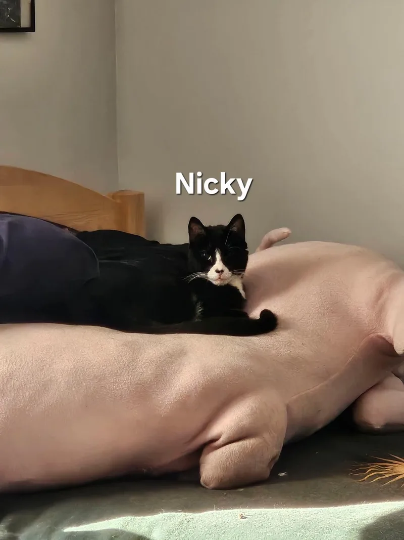Nikki & Tido thumbnail 3