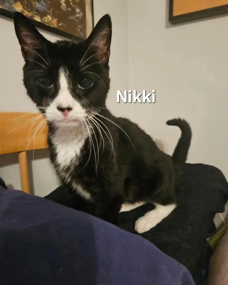 Nikki & Tido thumbnail 5