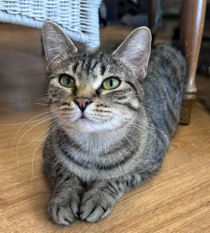 An adult medium-sized female Tabby (Brown / Chocolate) Domestic Short Hair cat named Baisie for adoption in Holland, Michigan