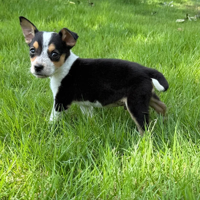 A baby medium-sized male Australian Cattle Dog / Blue Heeler dog named Maddox for adoption in Little Rock, AR