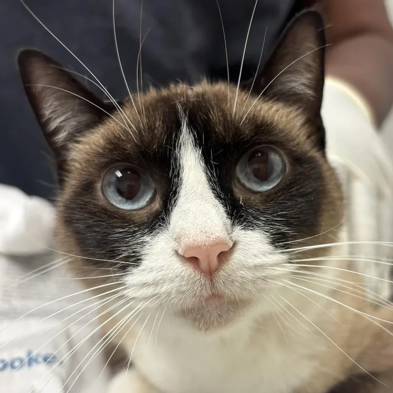 A senior medium-sized female Buff / Tan / Fawn Domestic Short Hair cat named Sasha for adoption in Jacksonville, FL