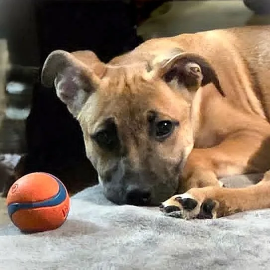 A baby medium-sized male Yellow / Tan / Blond / Fawn Black Mouth Cur dog named Cade for adoption in Burton, MI