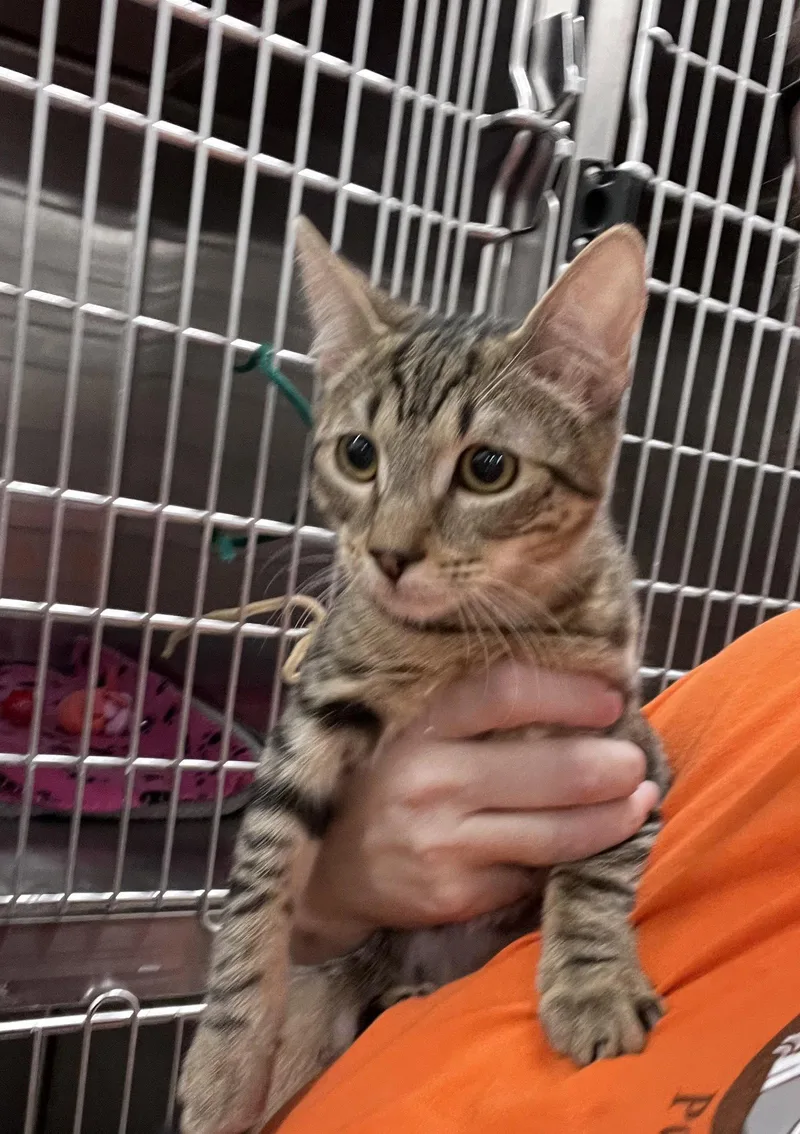 A young medium-sized female Domestic Short Hair cat named Izzy for adoption in Scottsdale, AZ