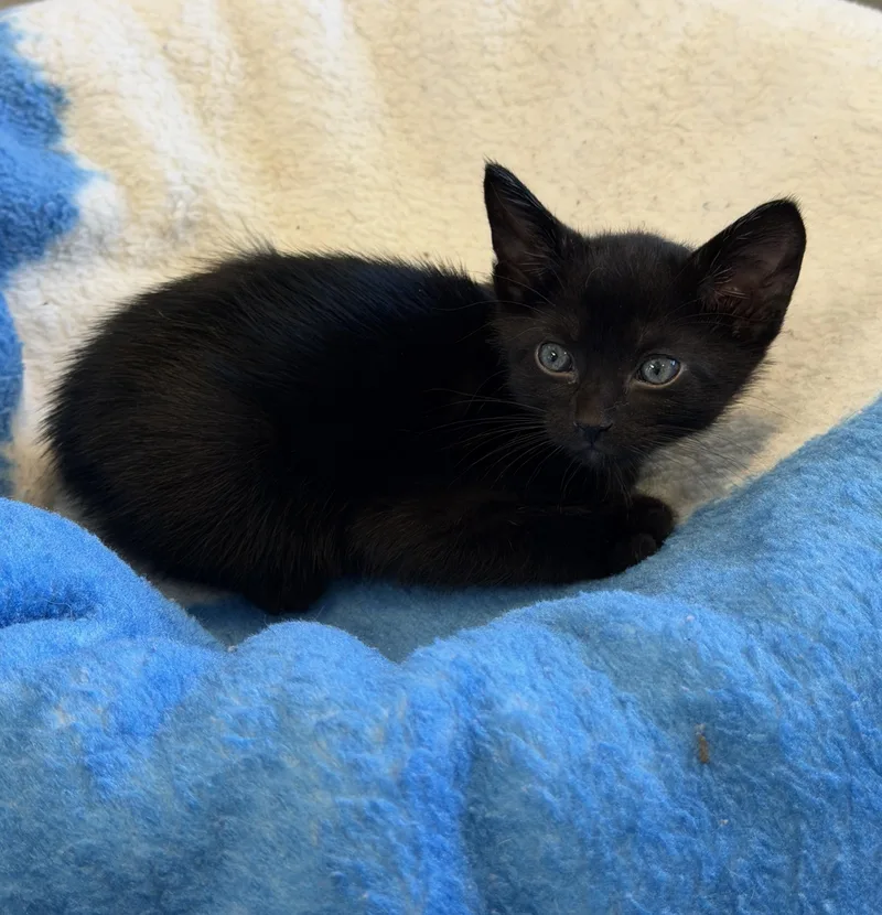 A baby medium-sized male Black Domestic Short Hair cat named Jerry for adoption in Slidell, LA