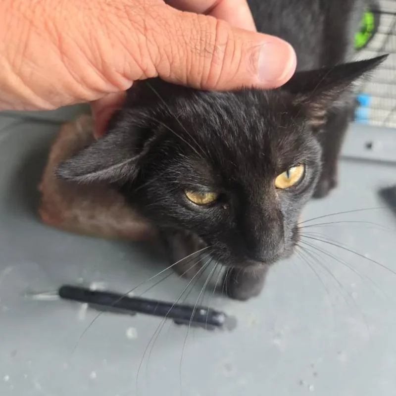 A baby small-sized male Black American Shorthair cat named Blackie for adoption in Oceanside, NY