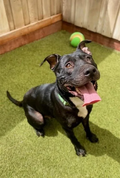 An adult large-sized female Mixed Breed dog named Wisteria for adoption in Eugene, OR