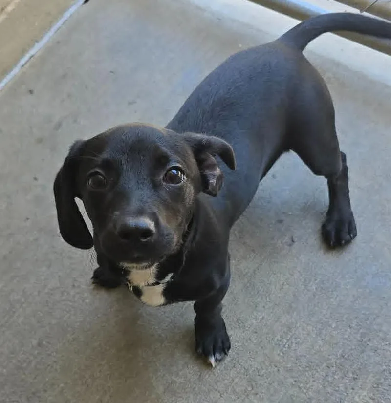 A baby small-sized female Black Dachshund dog named Nya for adoption in Orange, VA
