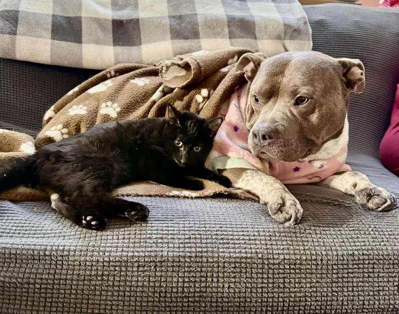 Snickers thumbnail 2