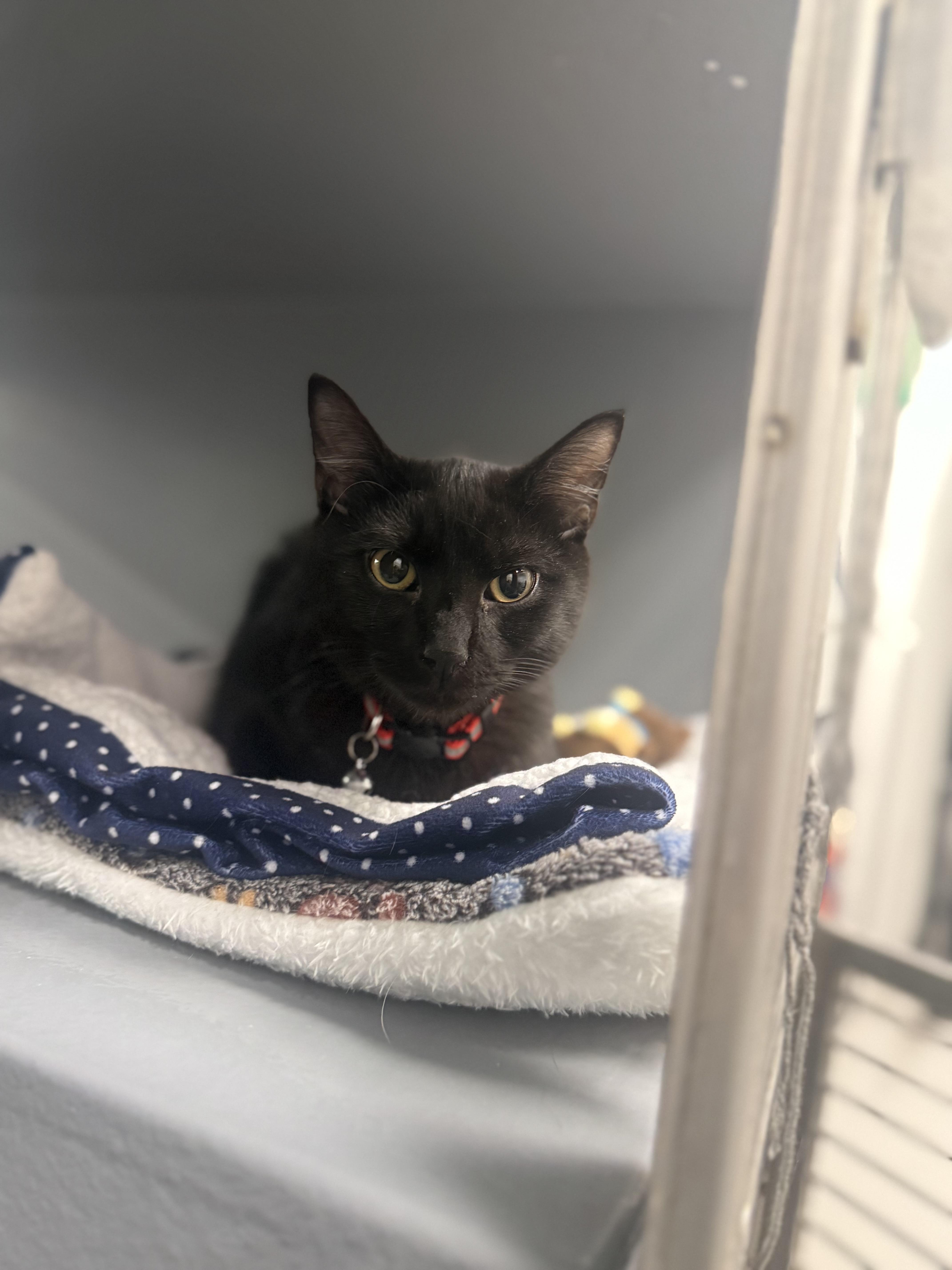 Snickers thumbnail 3