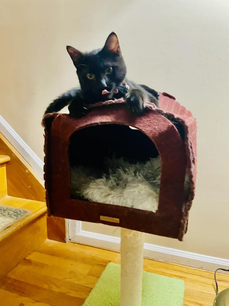 Snickers thumbnail 4