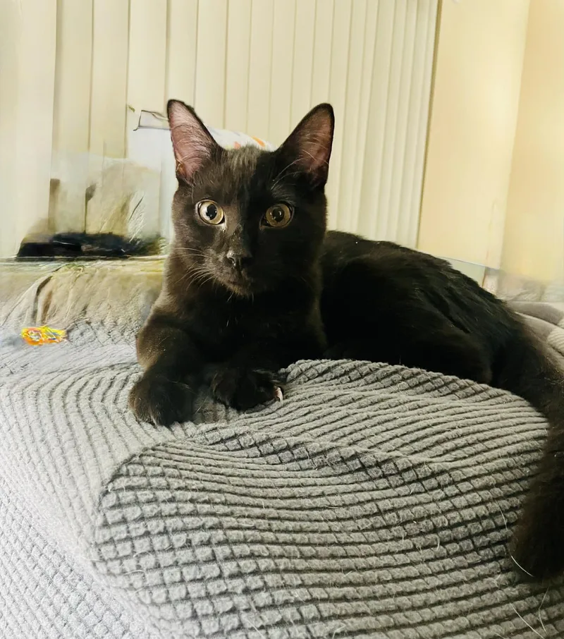 Snickers thumbnail 5