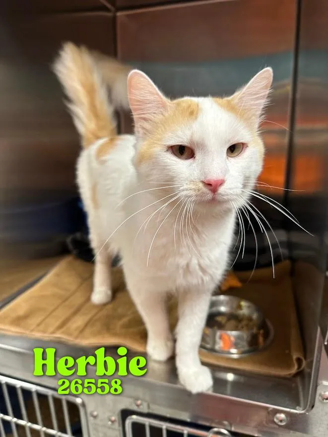 Herbie thumbnail 3