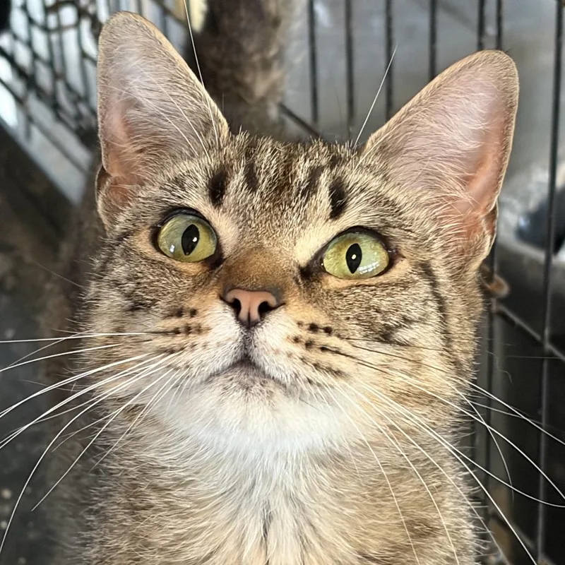 An adult small-sized female Brown / Chocolate Domestic Short Hair cat named Ginger for adoption in Inwood, WV