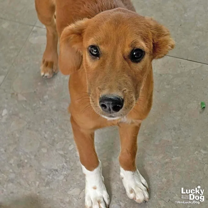 A baby large-sized male Labrador Retriever dog named Johnson for adoption in Washington, DC