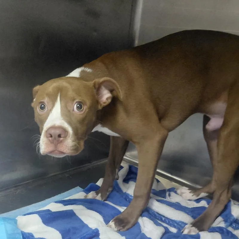 A young medium-sized male Brown / Chocolate Mixed Breed dog named McGee for adoption in Henderson, KY