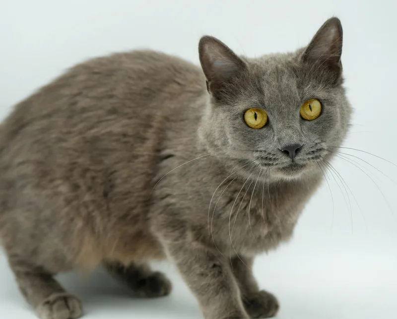 Peach Is Definitely Purrfect! thumbnail 6