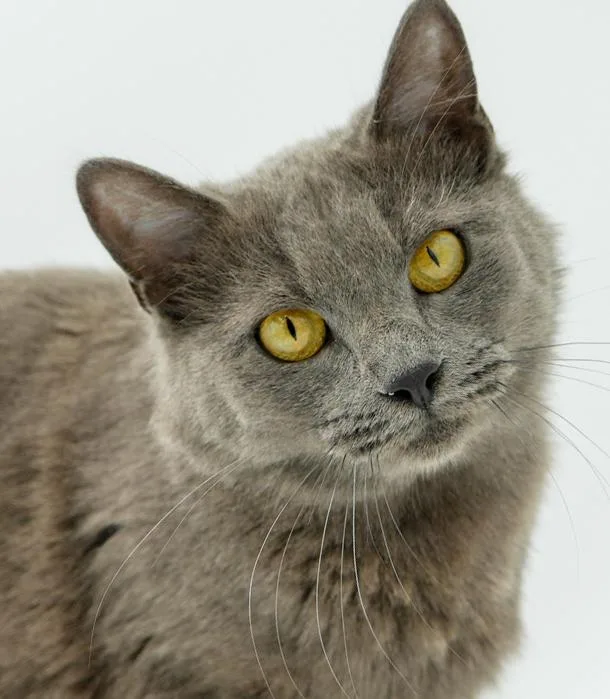 A young medium-sized female Gray / Blue / Silver Russian Blue cat named Peach Is Definitely Purrfect! for adoption in Bedford Hills, NY