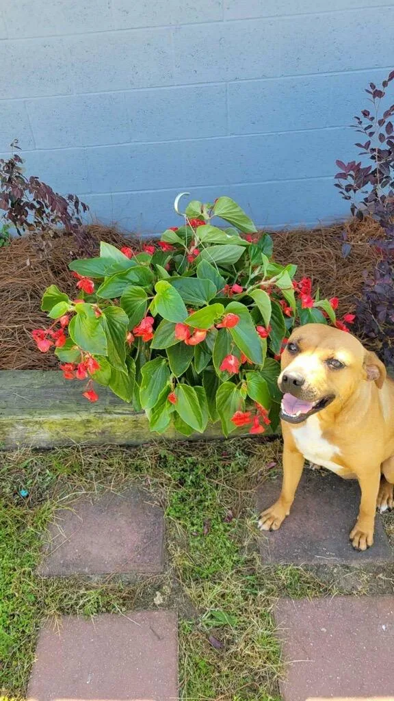 A young large-sized female Catahoula Leopard Dog dog named Juliet for adoption in Metter, GA