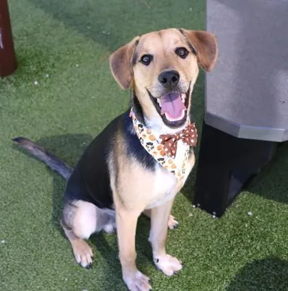 A young medium-sized male Mixed Breed dog named Agave for adoption in Athens, GA