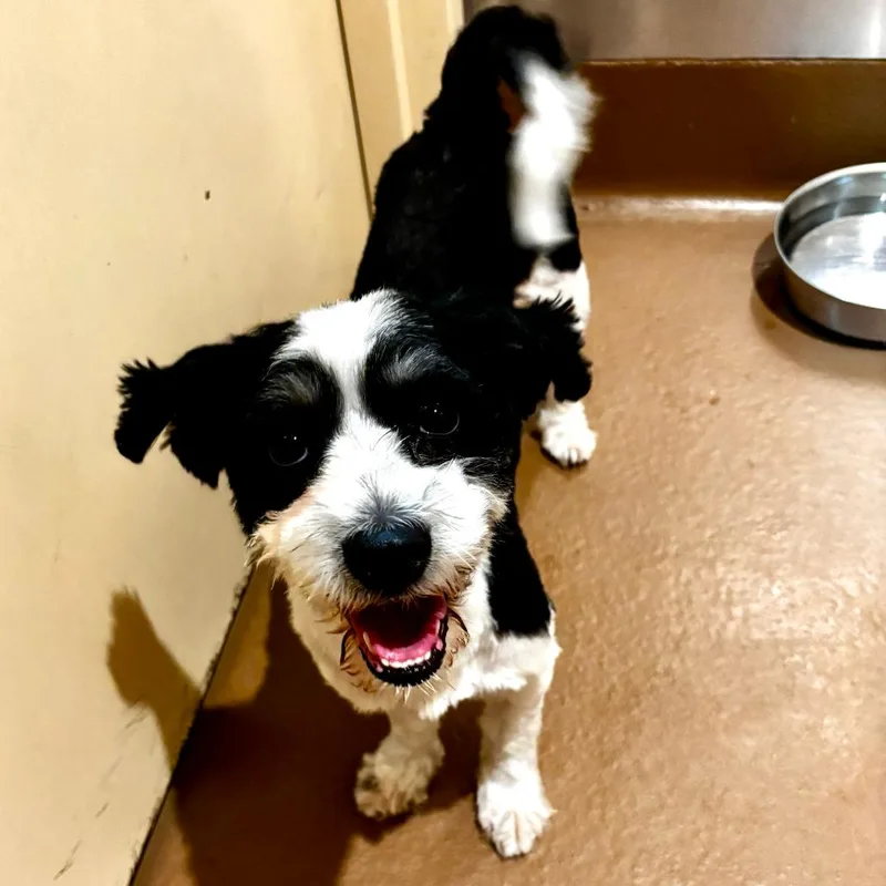 An adult small-sized male Black Maltese dog named Ace for adoption in Agoura Hills, CA