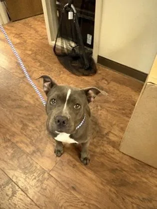 An adult medium-sized female Pit Bull Terrier dog named Sweetpea for adoption in North Richland Hills, TX