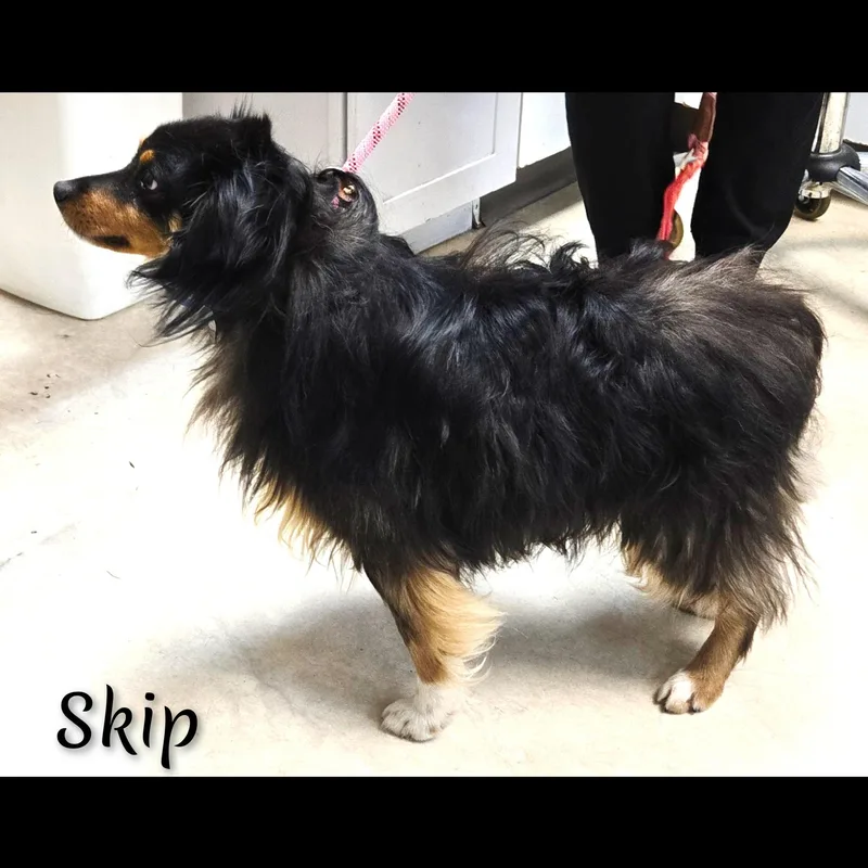 Skip