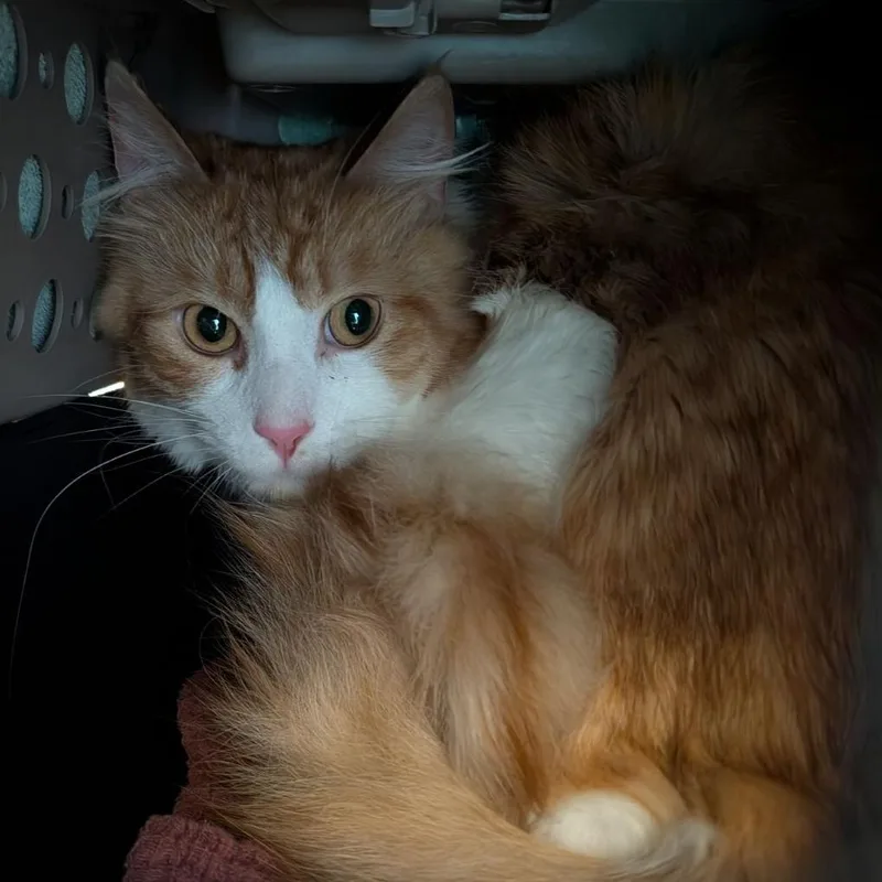 A young medium-sized male Orange / Red Domestic Short Hair cat named Blanquito for adoption in Fairport, NY