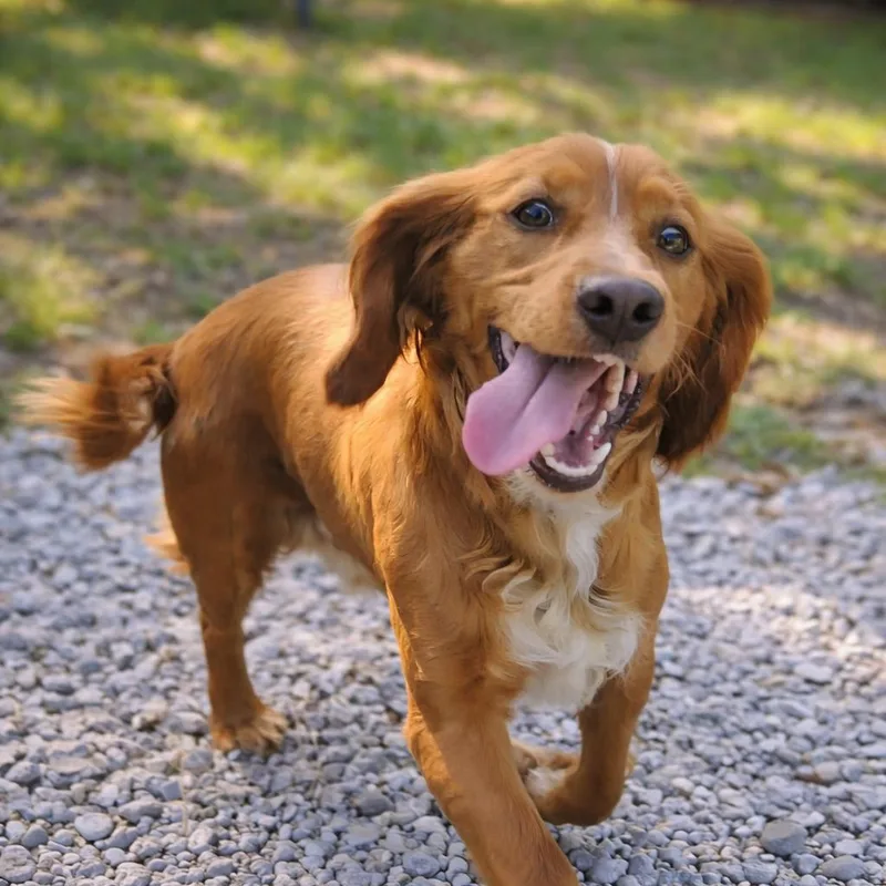 A young small-sized male Cocker Spaniel dog named Pineapple Upside Down Cake for adoption in Hardeeville, SC