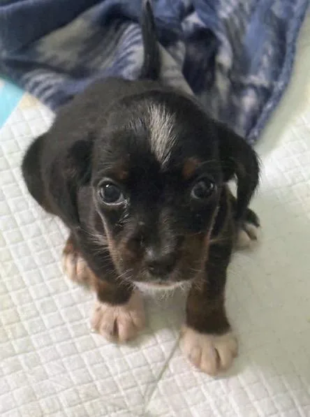 A baby medium-sized female Tricolor (Brown, Black, & White) Beagle dog named Bonnie for adoption in Scottsburg, IN