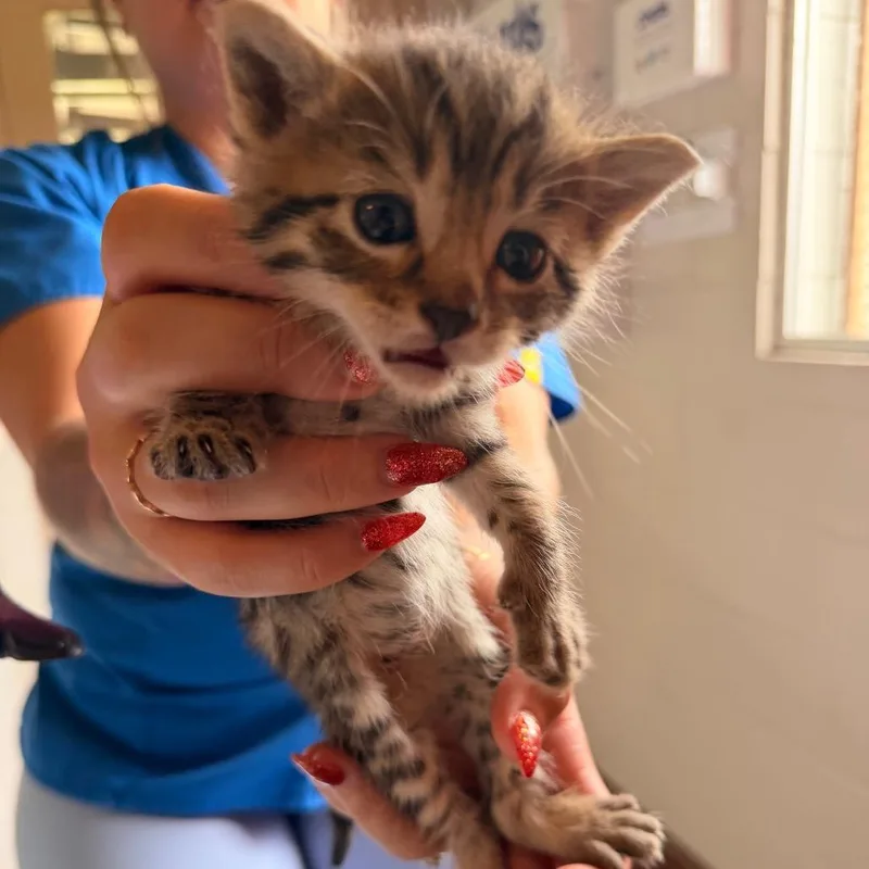 A baby small-sized male Gray / Blue / Silver Domestic Short Hair cat named Peter for adoption in Volcano, HI