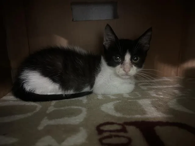 A baby small-sized male Domestic Short Hair cat named Garden for adoption in Dallas, TX