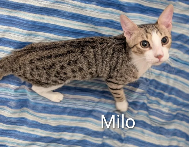 A young large-sized male Tabby (Buff / Tan / Fawn) Domestic Short Hair cat named Milo for adoption in Fort Myers Beach, FL