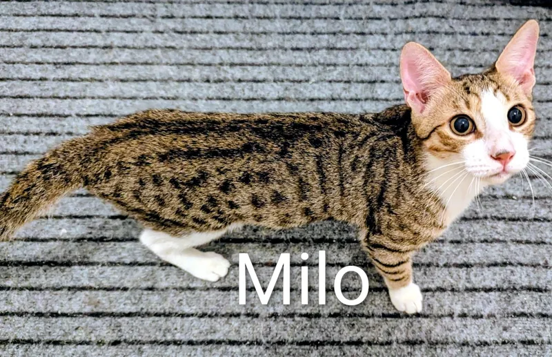 Milo thumbnail 2