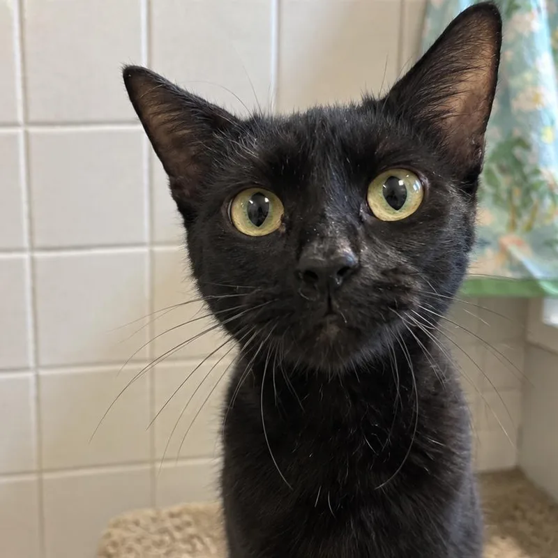 An adult medium-sized female Black Domestic Short Hair cat named Sandy Cheeks for adoption in Parkersburg, WV