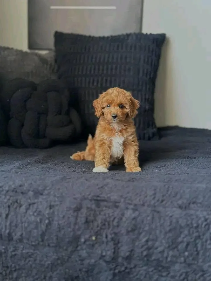 A young small-sized female Cavapoo dog named Lucy for adoption in Lakeland, GA